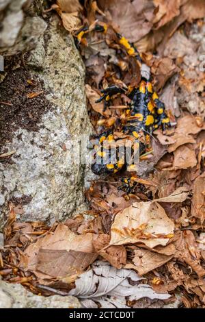 Feuersalamander im Wald, Nahaufnahme Stockfoto