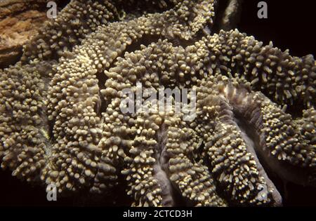 Lobophyllia hemprichii, allgemein als gelappte Hirn-Koralle Stockfoto