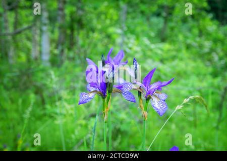 Nahaufnahme der Blüte der Iris sibirica (Sibirische Iris oder sibirische Flagge). Blumen sind nicht Hybrid-Garten, und wächst wild im Wald am Flussufer Stockfoto