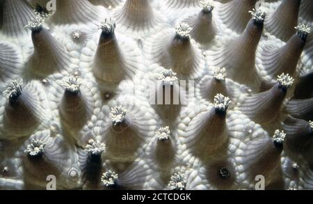 Blumentopf oder Gänseblümchen-Koralle (Goniopora lobata), Polypen aus der Nähe. Stockfoto