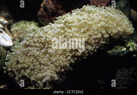 Anker- oder Hammerkoralle, Euphyllia parancora Stockfoto