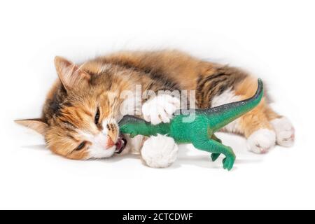 Katze gegen Dinosaurier. Eine orange weiße lange Haare flauschige Kitty liegt seitlich mit einem großen grünen Kunststoff-Spielzeug im Mund. Stockfoto