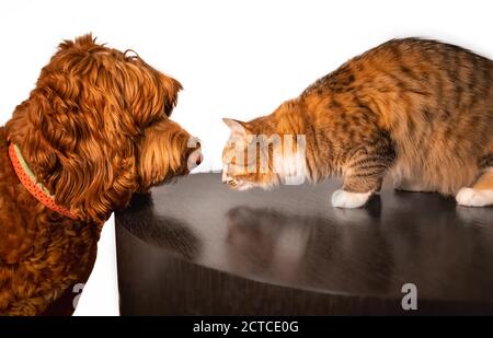 Katze und Hund. Begegnung von Angesicht zu Angesicht zwischen einem freundlichen Hund (Labradoodle) und einer furchtlosen Katze. Konzept der unwahrscheinlichen Freundschaft oder Einführung Katze zu Hunden. Stockfoto