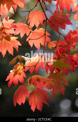 Hintergrundbeleuchtetes Ahornblatt in herbstlichen Farbtönen, England, UK Stockfoto