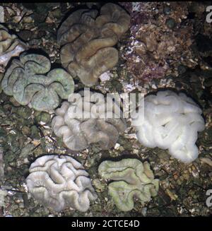 Offene Hirnkoralle, Trachyphyllia geoffroyi Stockfoto