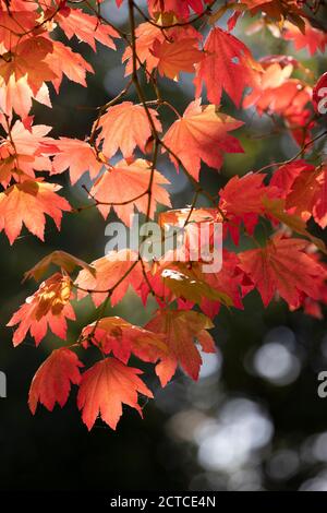 Hintergrundbeleuchtetes Ahornblatt in herbstlichen Farbtönen, England, UK Stockfoto