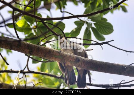 Paarungswechselwirkungen, Paarbindung: Gegenseitige Reinigung des Gefieders (Prägung). Ceylon Rufous Babbler (Turdoides rufescens) - Sri Lanka endemische Arten, Stockfoto