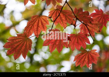 Hintergrundbeleuchtetes Ahornblatt in herbstlichen Farbtönen, England, UK Stockfoto