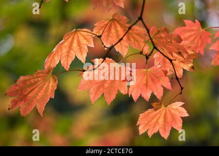 Hintergrundbeleuchtetes Ahornblatt in herbstlichen Farbtönen, England, UK Stockfoto