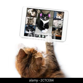 Draufsicht der Katze im Gespräch mit Katzenfreunden in einer Videokonferenz, mit einem Tablet. Gruppe von Katzen mit einem Online-Meeting. Haustiere mit Technologie. Stockfoto