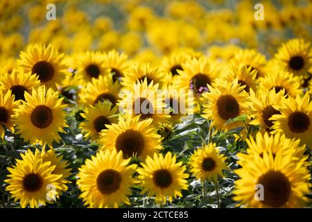 Feld voller gelber Sonnenblumen, Newbury, West Berkshire, England, Großbritannien, Europa Stockfoto