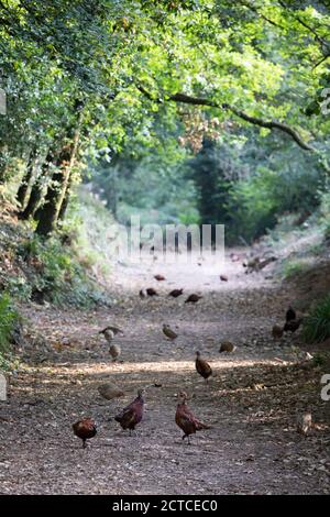 Fasane auf der Feldbahn auf der Wildfarm auf Exmoor, Somerset, England, Vereinigtes Königreich, Europa Stockfoto