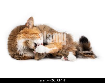 Entzückende Katze, die sich selbst putzt, seitlich liegend. Ganzkörperportrait einer entspannten bunten Kitty, die ihre Pfote leckt, während sie ihren Schwanz führt. Stockfoto