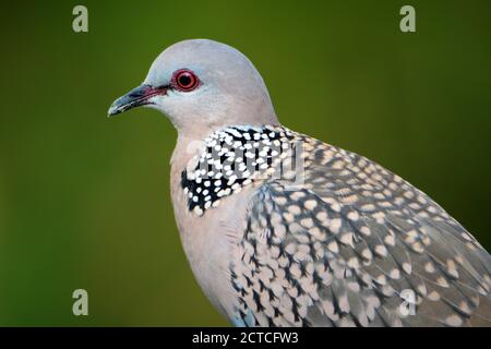 Gefleckte Taube Nahaufnahme Seitenansicht Stockfoto