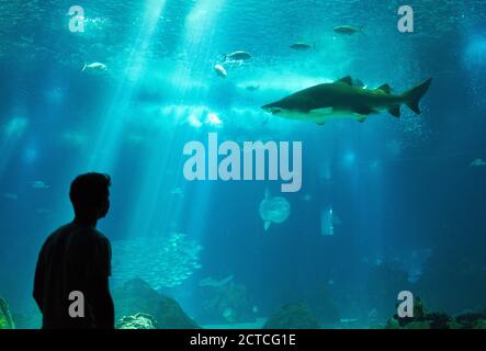 Lissabon, Lissabon, Portugal, 16. August 2020. Touristen besuchen das Ozeanium Aquarium. © Peter Schatz / Alamy Stock Photos Stockfoto