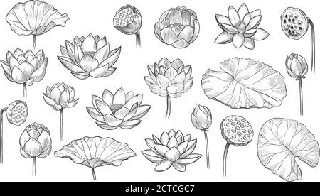 Lotus. Skizze florale Zusammensetzung Lotusblumen und Blätter, magische Blume Leben Symbol, schwarze Umrisse botanische Pflanze Hand gezeichnet Vektor-Set. Wunderschönes BL Stock Vektor