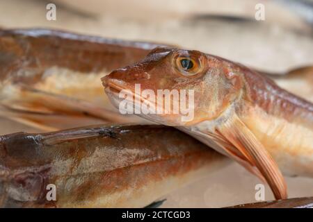 Mediterrane rote Tub Gurnard (Chelidonichthys lucerna) verkauft auf dem Markt draußen Stockfoto