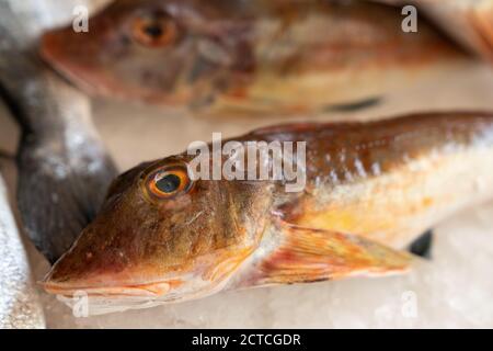 Mediterrane rote Tub Gurnard (Chelidonichthys lucerna) verkauft auf dem Markt draußen Stockfoto