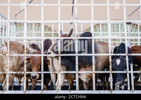 Kühe in einem Viehtransporter auf dem Freitagsmarkt in Nizwa, Oman Stockfoto