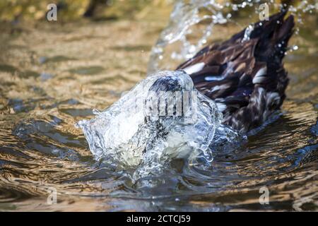 Pommersche Ente schwimmt im Wasser und spritzt Stockfoto