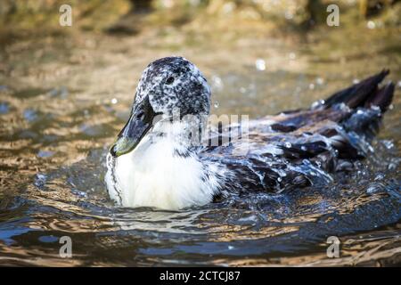 Pommersche Ente schwimmt im Wasser und spritzt Stockfoto