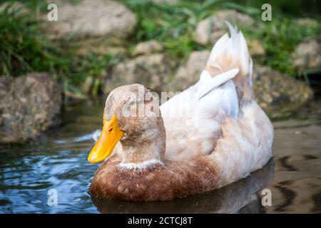 Sachsen Ente Weibchen schwimmen in einem Teich Stockfoto