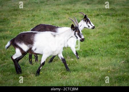 Pfauenziegen (Pfauenziegen), eine vom Aussterben bedrohte Ziegenrasse aus Österreich Stockfoto