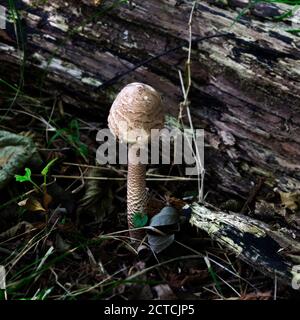 Herbstlicher Funghi Stockfoto