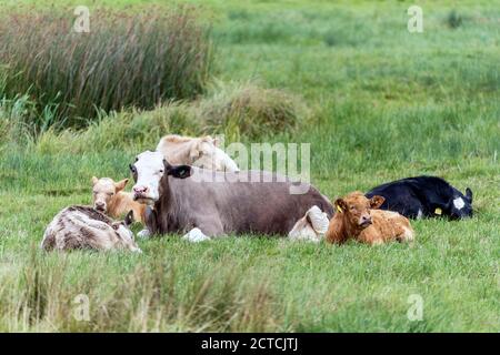 Rinder ruhen in Feuchtgebiet Wiese Stockfoto