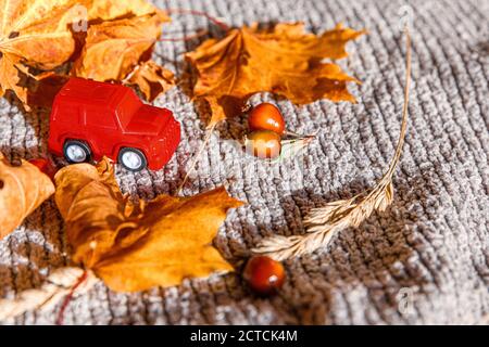 Herbstlicher Hintergrund. Rotes Spielzeugauto und getrocknete orange Herbst Ahornblätter auf grauem Strickpullover. Thanksgiving-Banner-Kopierraum Hygge Stimmung kaltes Wetter Lieferkonzept. Hallo Herbstreise Stockfoto