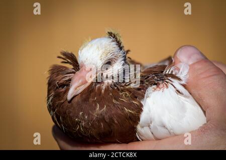 Taubenschnecke, Taubenbaby, Österreichische Ganselkröpfer, eine vom Aussterben bedrohte Pouter (Cropper) Taubenrasse aus Österreich Stockfoto