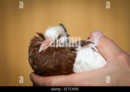 Taubenschnecke, Taubenbaby, Österreichische Ganselkröpfer, eine vom Aussterben bedrohte Pouter (Cropper) Taubenrasse aus Österreich Stockfoto