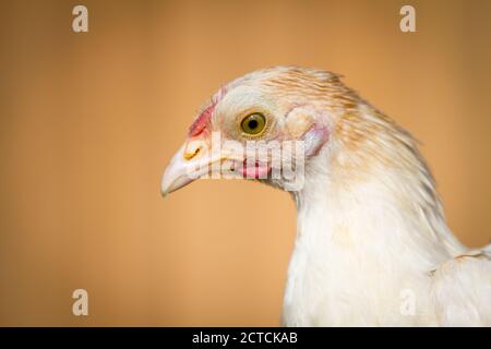 Porträt einer reinrassigen jungen Zwerg-Bantam-Henne Stockfoto