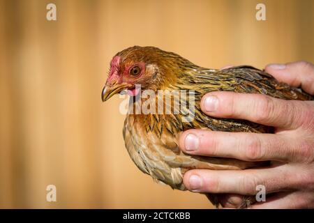 Porträt eines reinrassigen jungen Zwerg-Bantam-Hähnchenjungen Stockfoto