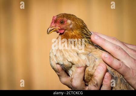 Porträt eines reinrassigen jungen Zwerg-Bantam-Hähnchenjungen Stockfoto