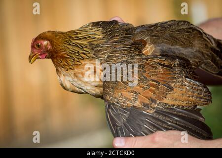 Porträt eines reinrassigen jungen Zwerg-Bantam-Hähnchenjungen Stockfoto