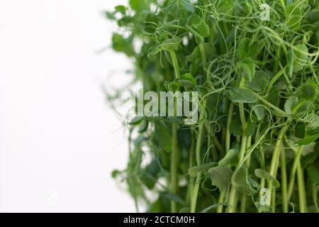 Frische Erbsensprossen mikrogrün isoliert auf weißem Hintergrund Stockfoto