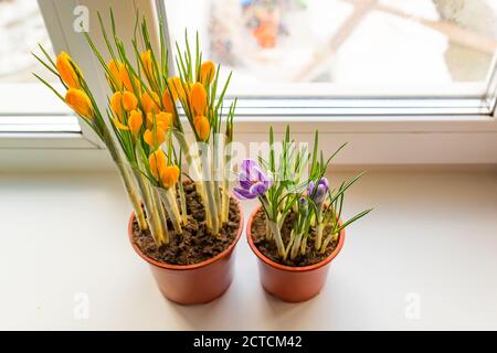 Gelbe und violette Krokusse in Kunststofftopf auf Fensterbank. Frühlingsblumen, häusliche Gartenarbeit Stockfoto