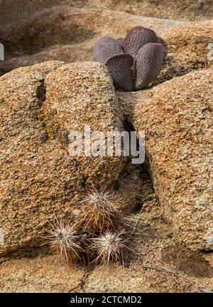 Life Among the Rocks, Purple Prickly-Birne Cactus im Joshua Tree National Park, Kalifornien Stockfoto