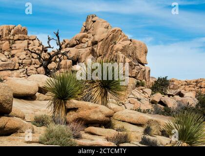 Leben unter den Felsen, Beavertail Cactus im Joshua Tree National Park, Kalifornien Stockfoto