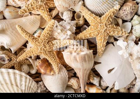 Beautiful displayed of different shells including a starfish and sand dollar in basket Stockfoto
