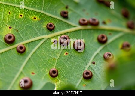 Seiden-Knopfbälle auf der Unterseite eines Eichenblattes. Jedes kleine Nest enthält ein Grub, das sich zu einer Gallenwespe entwickeln wird. Hampshire, Großbritannien Stockfoto