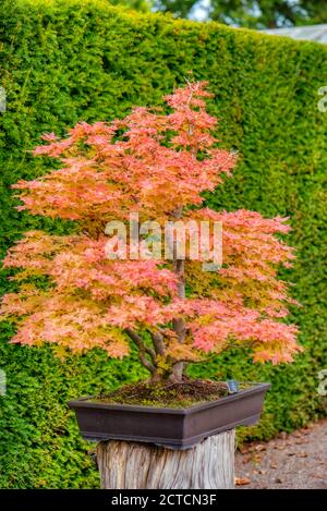 Bonsai Baum, japanischer Ahorn, Acer palmatum Deshojo. Etwa 85 Jahre alt. Royal Horticulural Gardens, Wisley, Großbritannien Stockfoto
