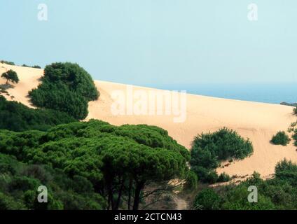 Arbus, Sardinien, Italien. Dünen der Piscinas-Wüste (gescannt von Kodak Ektachrome VS) Stockfoto