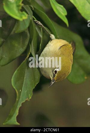 Weihnachtliches weißes Auge (Zosterops natalis) Erwachsener auf der Blätterinsel Christmas Island, Australien Juli Stockfoto