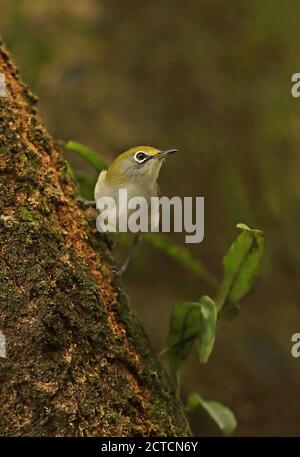 Weihnachtliche weiße Augen (Zosterops natalis) Erwachsene, die sich am Baumstamm festklammern Christmas Island, Australien Juli Stockfoto