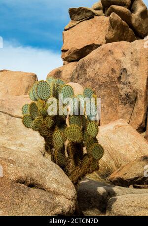 Leben unter den Felsen, Beavertail Cactus im Joshua Tree National Park, Kalifornien Stockfoto