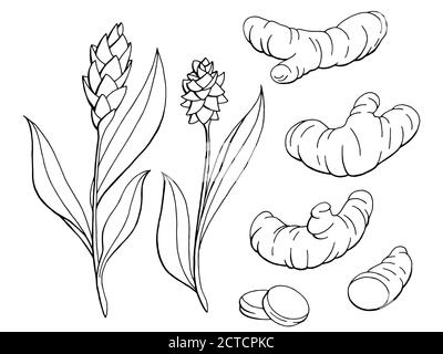 Kurkuma Grafik schwarz weiß isoliert Skizze Illustration Vektor Stock Vektor