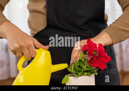 Nahaufnahme der Hände der Hausfrau Gießblume in Topf aus gelb Gießkanne Stockfoto