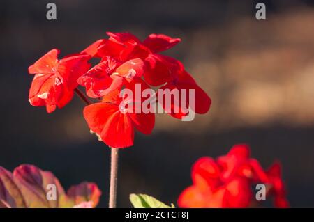 Nahaufnahme einer Blume einer roten Geranie, die eine Krankheit zu haben scheint, die ihre Blütenblätter befällt. Bild mit unfokussierten Hintergrund- und Kopierbereich Stockfoto